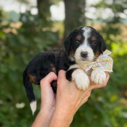 Darling - Tri-color female Bernedoodle puppy in Bellville, Ohio from Bernedoodle Buddies