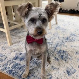Marvin - Black and tan male Yorkshire Terrier puppy in Selden, New York from Alisha's Yorkshire Terriers