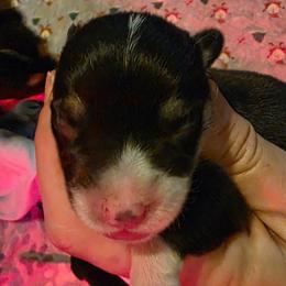 Girl 3 - Black and tan female Pembroke Welsh Corgi puppy in Middleburg, Florida from Mulkeys Little Corgis
