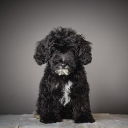 Ash - teal collar - Tri-color female Bernedoodle puppy in Caldwell, Idaho from Boise Doodle Co.