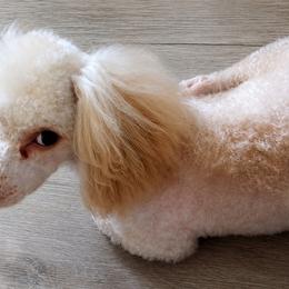 Popcorn - Poodle