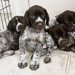 German Shorthaired Pointer Puppies from Brija German Shorthaired Pointers