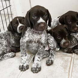German Shorthaired Pointer Puppies from Brija German Shorthaired Pointers