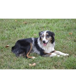 Demi - Miniature Australian Shepherd