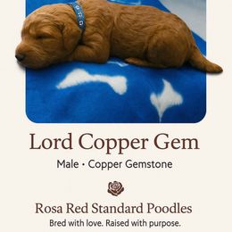 Lord Copper Gem Red King - Red  male Poodle puppy in Woodbridge, Virginia from Rosa Red Standard Poodles