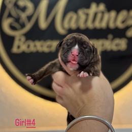 Girl4 - Brindle female Boxer puppy in Orlando, Florida from Martinez AKC Boxers of Central Florida