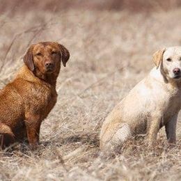 Cocker Spaniels and Labrador Retrievers from Berry Creek Labs & Cockers