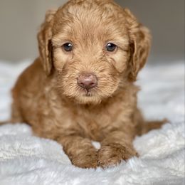 ACE - Red male Labradoodle puppy in San Antonio, Texas from I Love U Back Labradoodles, LLC