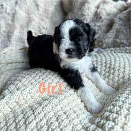 Girl 1 - Black and white female Shihpoo puppy in Seymour, Tennessee from Mel’s Teddy Bear Puppies