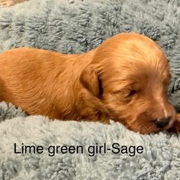 Lime green collar girl - Red  female Goldendoodle puppy in Vian, Oklahoma from Dog Days Doodles
