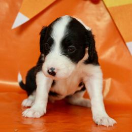 Luna - White and black female Bordoodle puppy in Oak Hill, West Virginia from Highlands Bordoodles