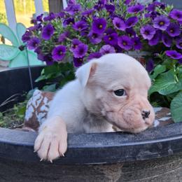 Boy 6 - White male Boxer puppy in Pikeville, Kentucky from Boxers of Whispered Wishes