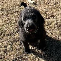 Dasher - Black male Labradoodle puppy in Monticello, Georgia from Daylin’s Doodles & Labradors