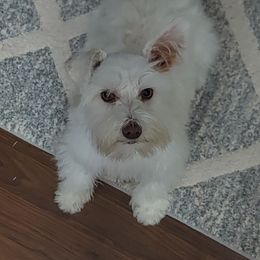 Elsa  - Miniature Schnauzer