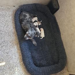 Maltese puppies from Havenkennels