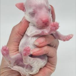 Boy - White male Poodle puppy in Salem, Missouri from Meadowbrook Poodles