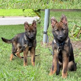 Thor vom fullhaus - Sable male German Shepherd puppy in Johnson City, Tennessee from Vom Fullhaus German Shepherds
