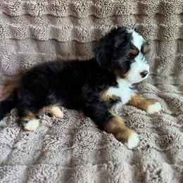 Steele - Tri-color male Double Doodle puppy in Horseshoe Bend, Idaho from Over the Moon Poodles and Doodles