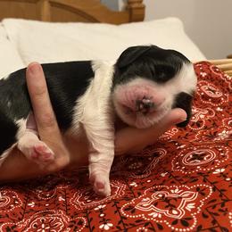 Girl 2 - Black and white female Cocker Spaniel puppy in Cincinnati, Ohio from Sweet Peach Cocker Spaniels