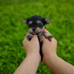 Companion Cross, Havanese, Mal-Shi, Maltese, Maltipoo, Morkie, and Shih Tzu Puppies from Seeking Shalom Acres Maltese, Maltipoos & Havamalts