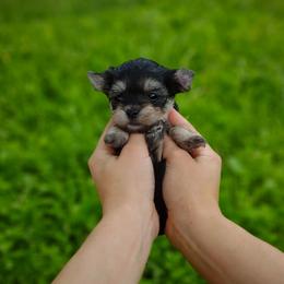 Companion Cross, Havanese, Mal-Shi, Maltese, Maltipoo, Morkie, and Shih Tzu Puppies from Seeking Shalom Acres Maltese, Maltipoos & Havamalts