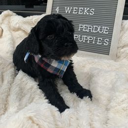 Cavapoo, Cockapoo, Goldendoodle, and Maltipoo Puppies from Perdue Puppies
