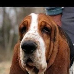 Basset Hounds from JAK Basset