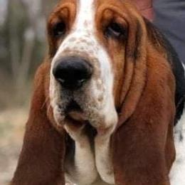 Basset Hounds from JAK Basset