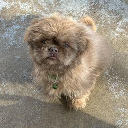 Dakota - Liver male Shih Tzu puppy in Trinity, North Carolina from Trinity Shih Tzu