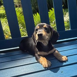 Leo - Black and tan male Dachshund puppy in Coopersburg, Pennsylvania from Barks and Burrows