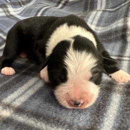 Miniature American Shepherd Puppies from Bond’s MAS
