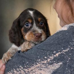 Aloha - Tri-Roan female English Springer Spaniel puppy in Florida from Thunderbird Springers