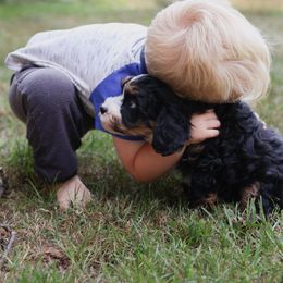 Aussiedoodle and Cavapoo Puppies from Blue Diamond Puppies