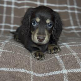 Gus - Chocolate and tan male Dachshund puppy in Aubrey, Texas from Dollhouse Doxies LLC