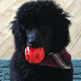 Poodles from Betse Curtis's Poodles