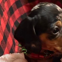 Dachshunds from Byrd’s Doxies