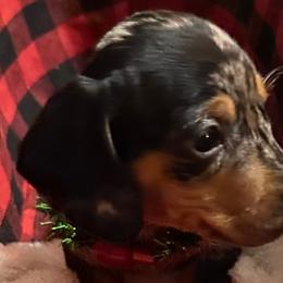 Dachshunds from Byrd’s Doxies