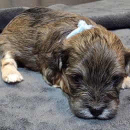 Boy 3 - male Havapoo puppy in Medina, Ohio from Momma's Minis