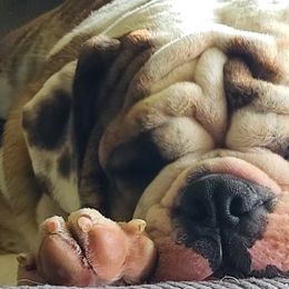 Bulldog Puppies from Pappy's Bullies
