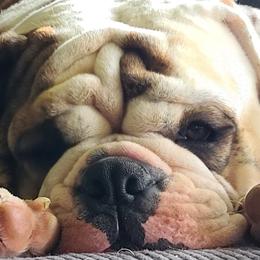 Bulldog Puppies from Pappy's Bullies