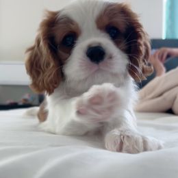 Cavalier King Charles Spaniel Puppies from Alohana Cavaliers