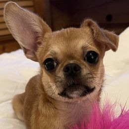 Chihuahuas from Tiny Tots Creations
