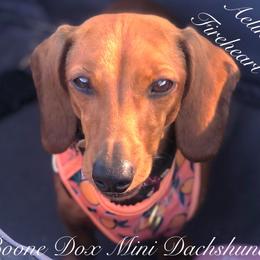 Aelin - Dachshund