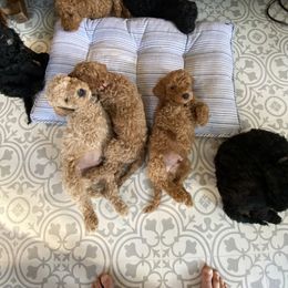 Goldendoodle Puppies from River Bend Doodles