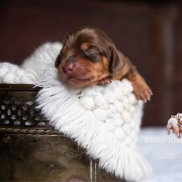 Beth - Chocolate and tan female Dachshund puppy in Iola, Texas from Whiskey River Dachshunds