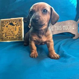 Lazuli - Red female Dachshund puppy in Park Hills, Missouri from Sugar Pop Dachshunds