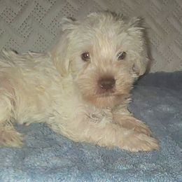 Barry - Wheaten male Miniature Schnauzer puppy in Graham, Washington from Kristy's French Bulldogs & Mini Schnauzers