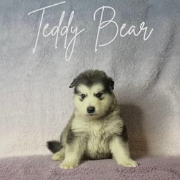 Teddy Bear - Gray and white Alaskan Malamute puppy in Easton, Maryland from Stars Howl-O Kennels by FurEver Friends Inc