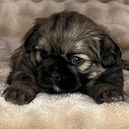 Lucy - Black and tan female Shih Tzu puppy in Reading, Michigan from You Little Shih-tzu’s 😊