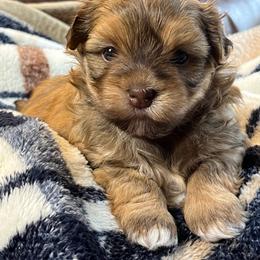 Katie - Fawn sable female Havanese puppy in Starr, South Carolina from Home with Havanese